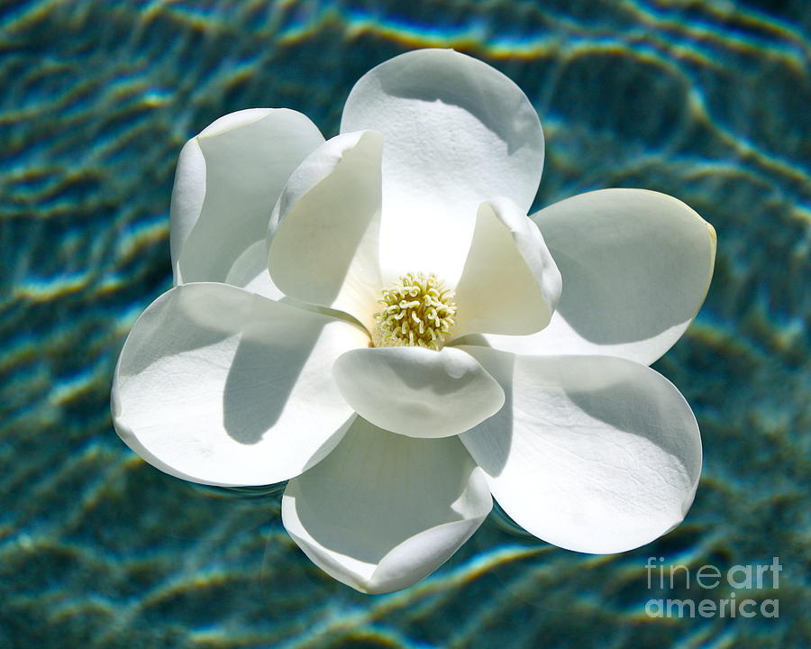 Floating Magnolia Photograph by Carol Groenen