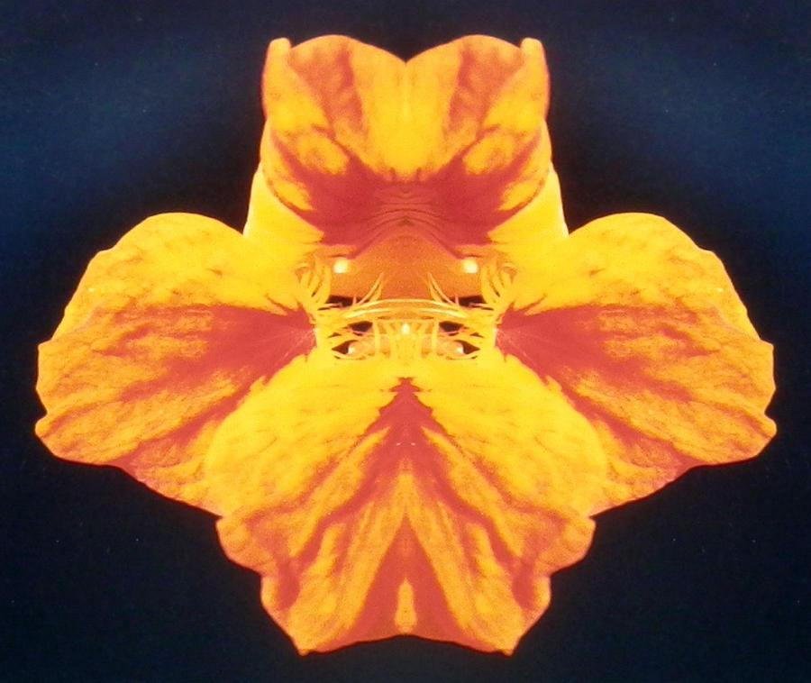 Bright Orange Photograph - Bright Orange Floating Nasturtium by Belinda Lee