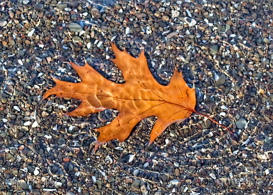 Floating Oak Leaf in Pebble Stream Photograph by Barbara McMahon