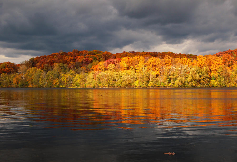 Fall Photograph - Floating Oak Leaf by Rachel Cohen