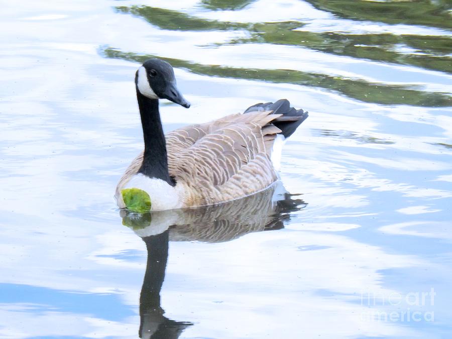 Goose Photograph - Floating On A Lily Pad by Robyn King
