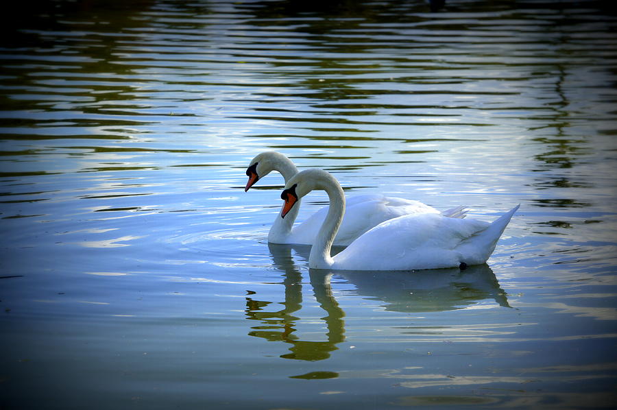 Swan Photograph - Floating on Glass by Laurie Perry