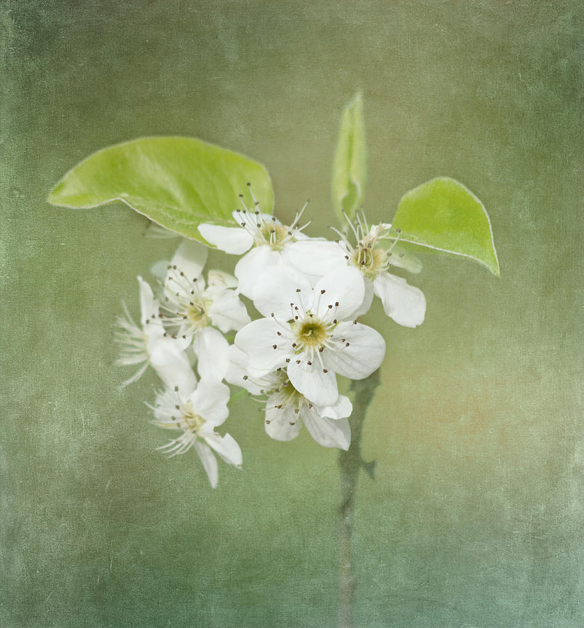 Spring Photograph - Floating on Green by Kim Hojnacki
