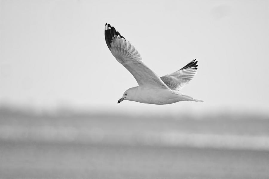 Seagull Photograph - Floating On High 2 by Thomas Young
