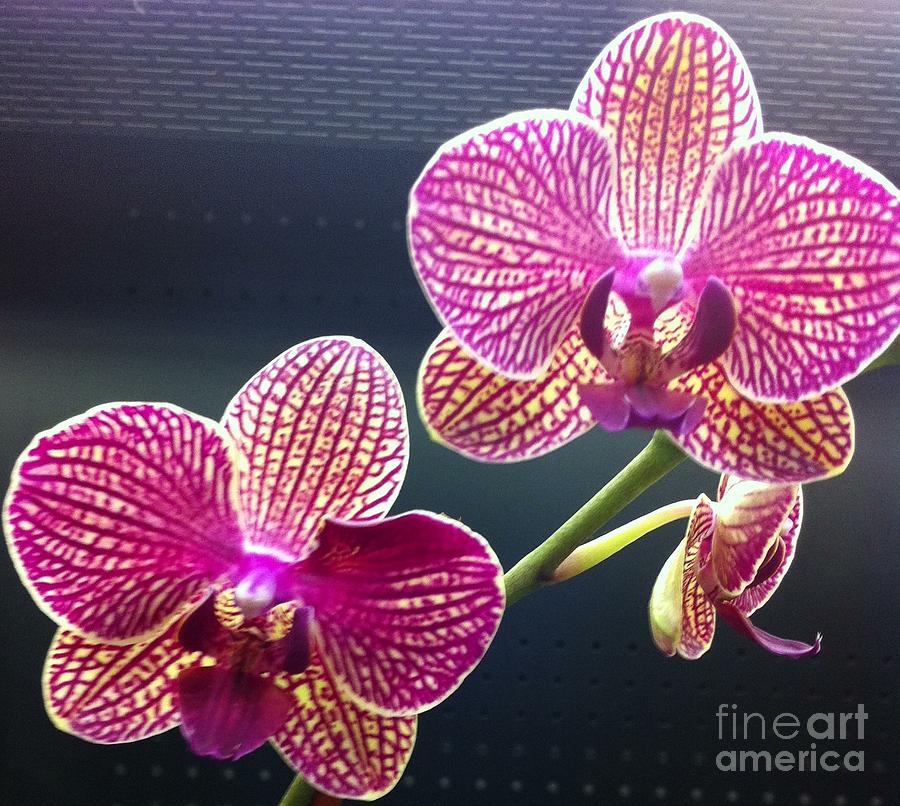 Floating Orchid Photograph by Nona Kumah