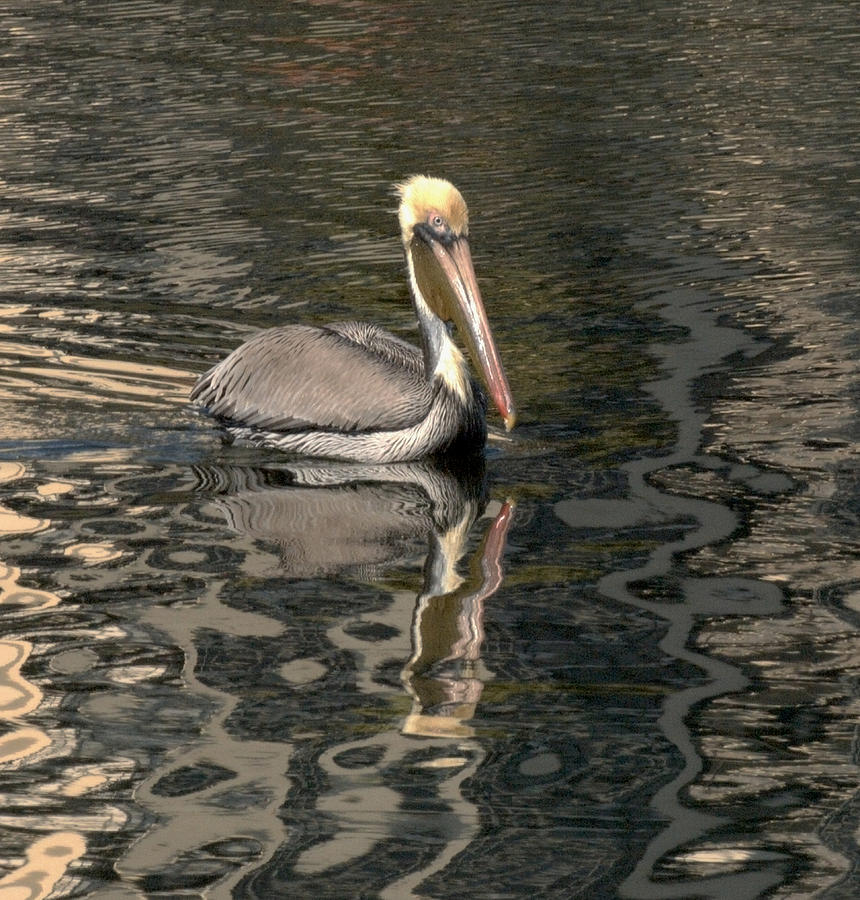 Floating Pelican Photograph by Wesley Elsberry