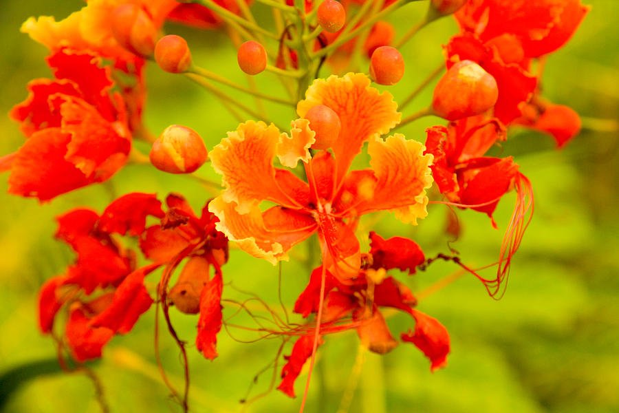 Floating Petals Photograph by Giftus John | Fine Art America