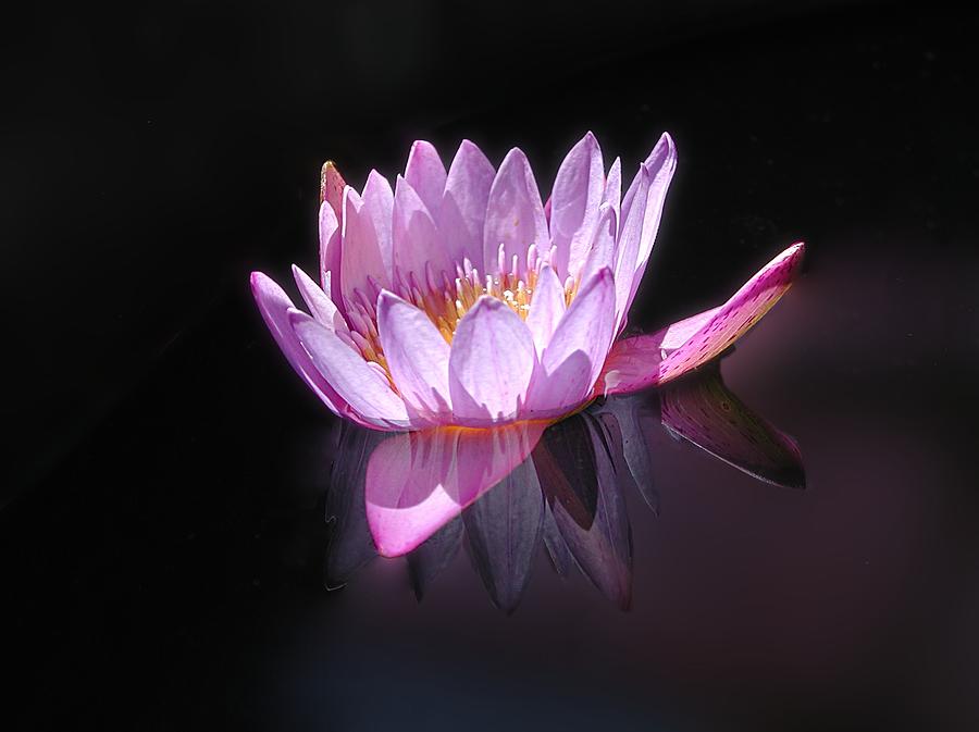 Floating Pink Lily Photograph by Mike Kling