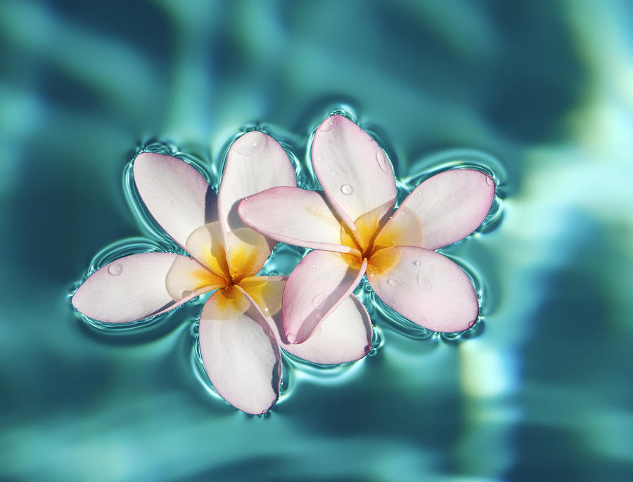 Floating Plumeria Flowers Photograph by M Swiet Productions