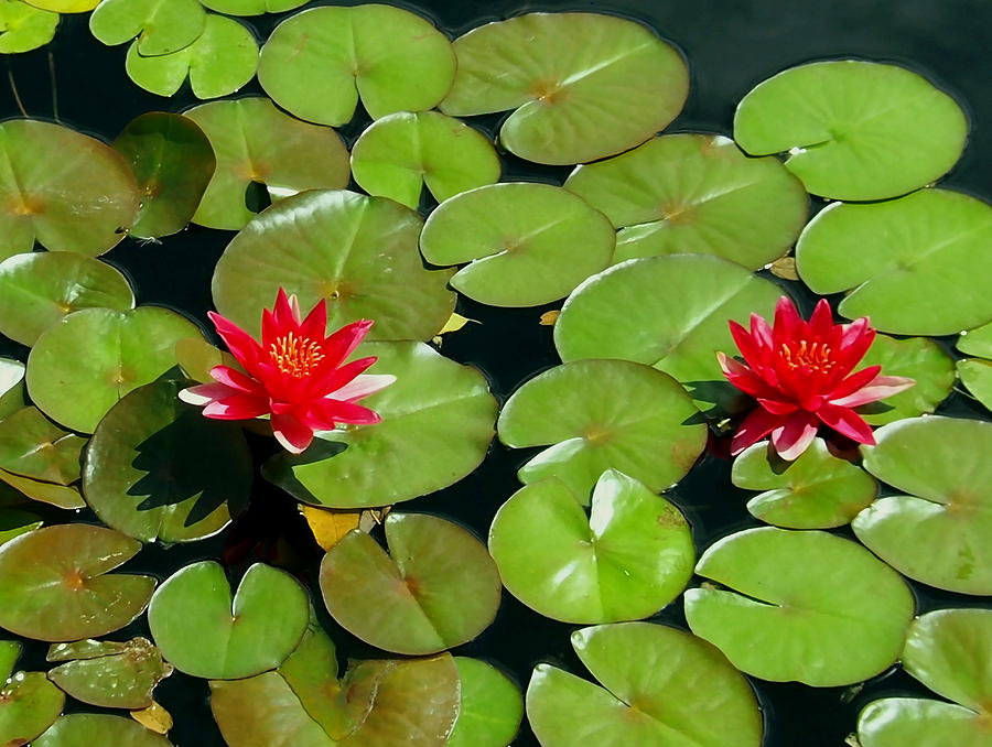 Floating Red Water Lilly Flowers on Pond Photograph by Amy McDaniel