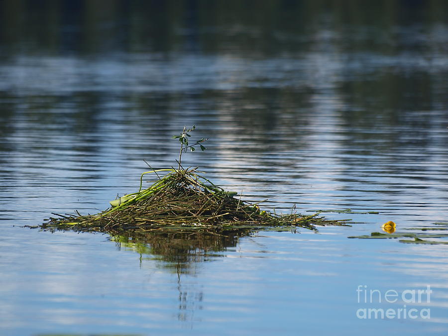 Lily Photograph - Floating Reed Island by Vivian Martin