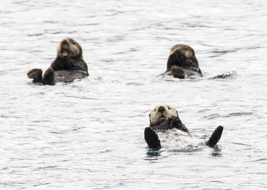 Floating Sea Otters Photograph by Saya Studios
