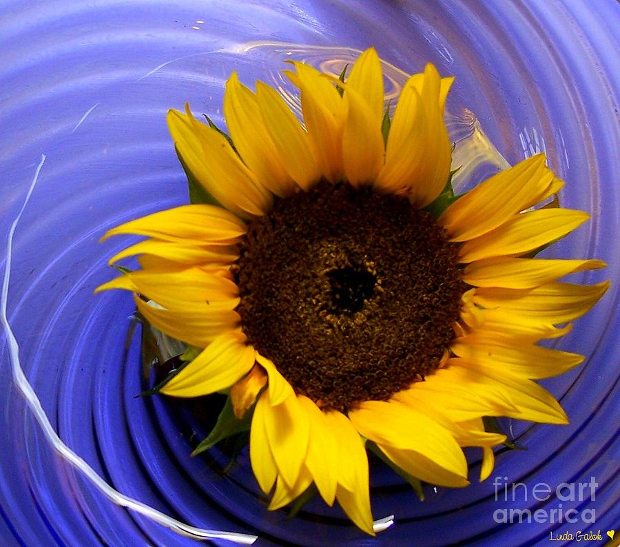 Floating Sunflower Photograph by Linda Galok Fine Art America
