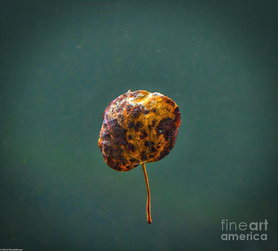 Floating Through Autumn Photograph by Mitch Shindelbower