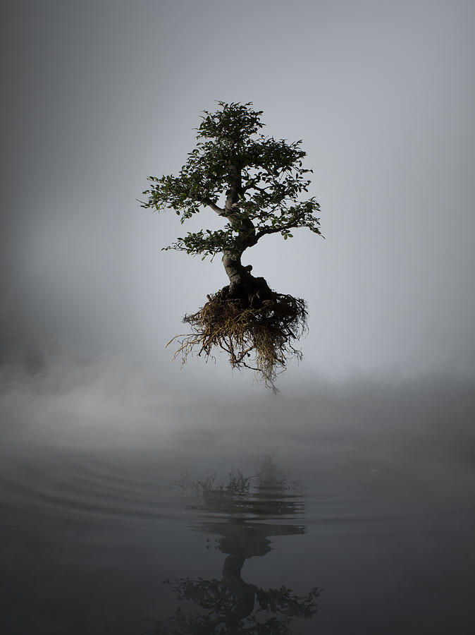 Floating tree above lake in mist Photograph by Jonathan Knowles