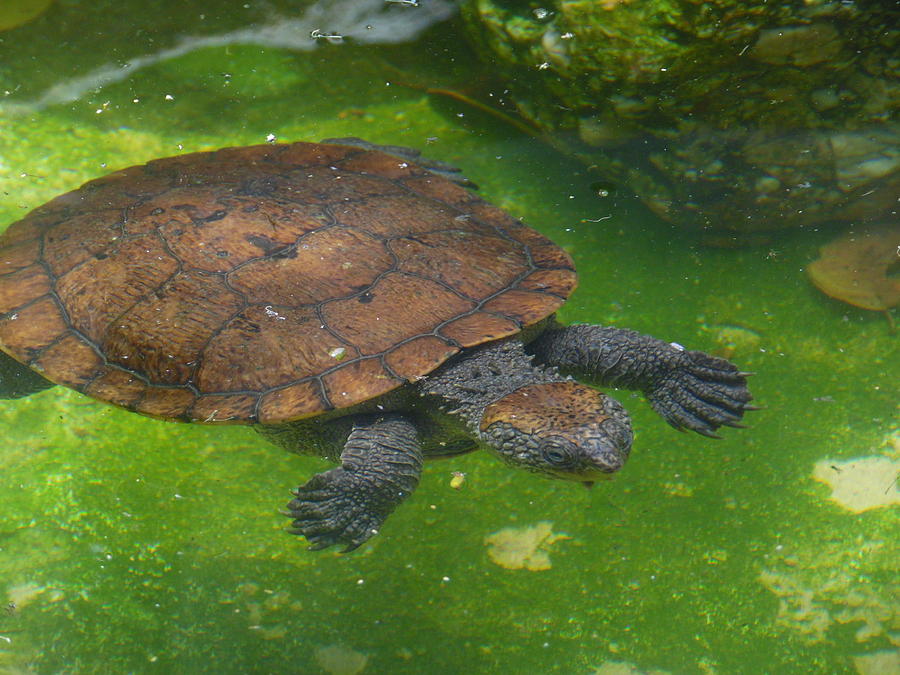 Floating Turtle Photograph by Mary J Tait