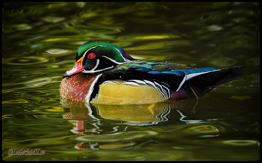 Animal Photograph - Floating Wood Ducks by LeeAnn McLaneGoetz McLaneGoetzStudioLLCcom