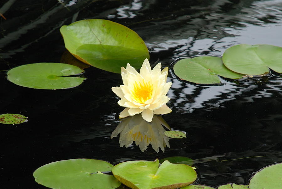 Floating Yellow Water Lily Photograph