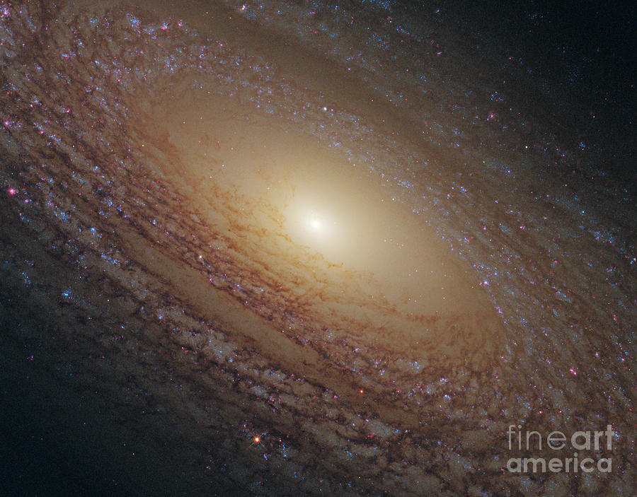 Space Photograph - Flocculent Spiral Galaxy Ngc 2841 by Science Source