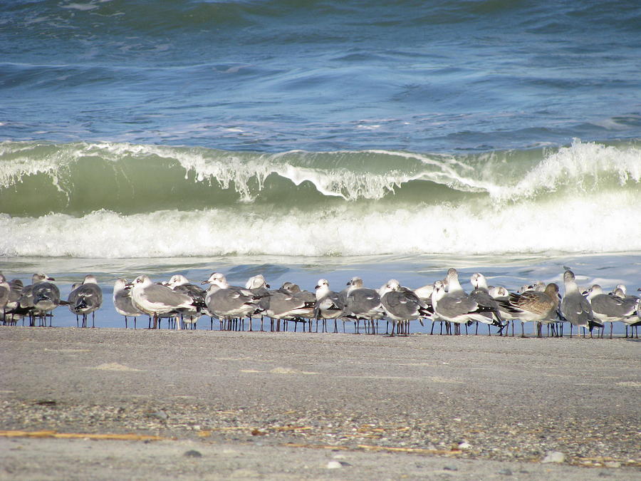 Flock and Wave Photograph by Ellen Meakin