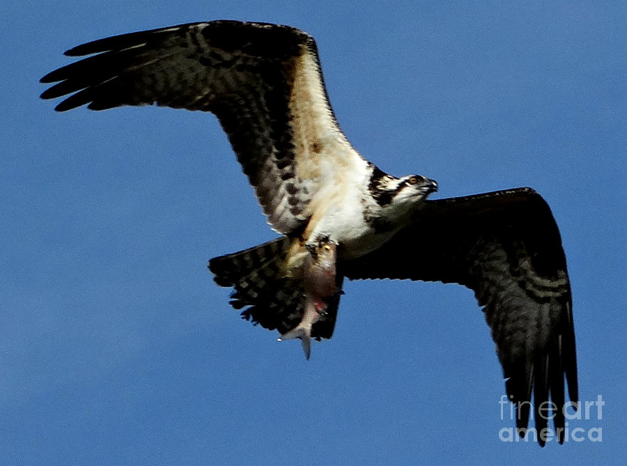 Flock Flying Photograph