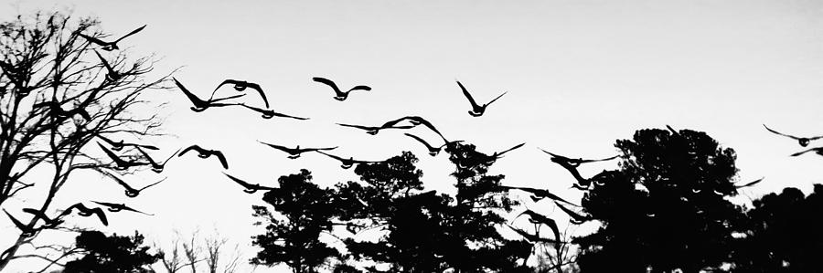 Flock in Flight Photograph by Scott Cameron