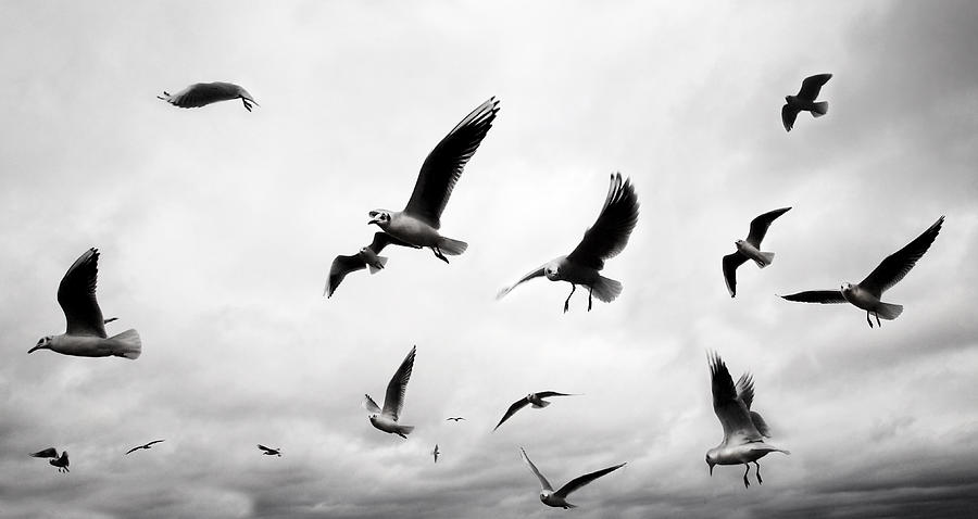 Seagull Photograph - Flock by Mark Rogan