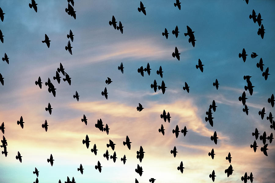 Flock Of Birds Flying Across Cloudy Sky Photograph By Debibishop