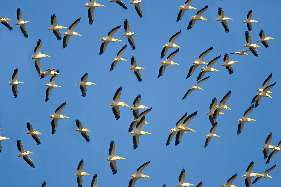 Wildlife Photograph - Flock Of Birds Flying In The Sky by Panoramic Images