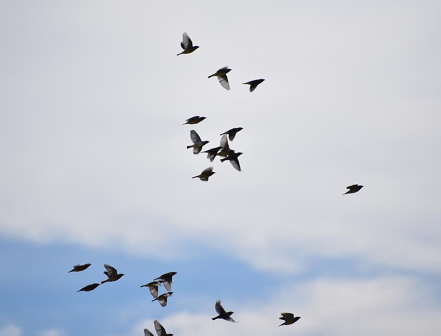 Flock of Birds II Photograph by Linda Brody