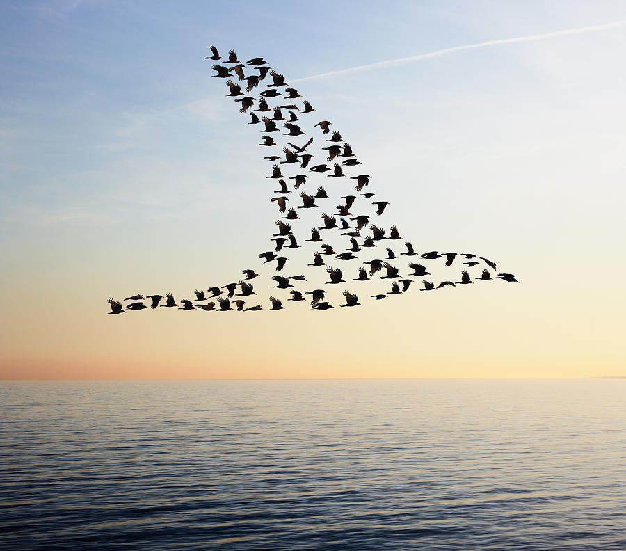Flock of birds in bird formation flying above sea Photograph by Tim Robberts
