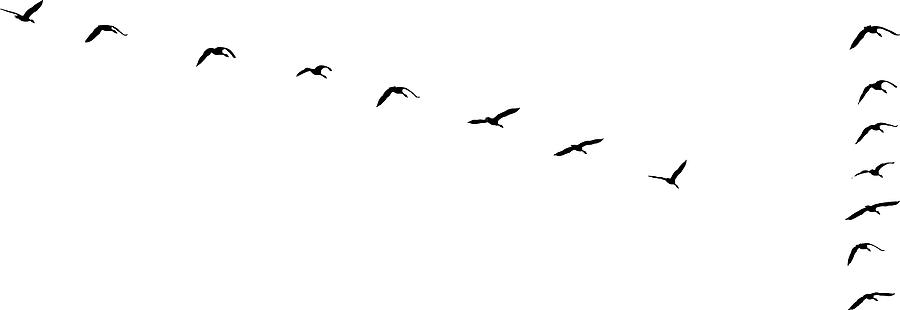 Flock of Canada Geese flying in v-formation and migrating Drawing by GeorgePeters
