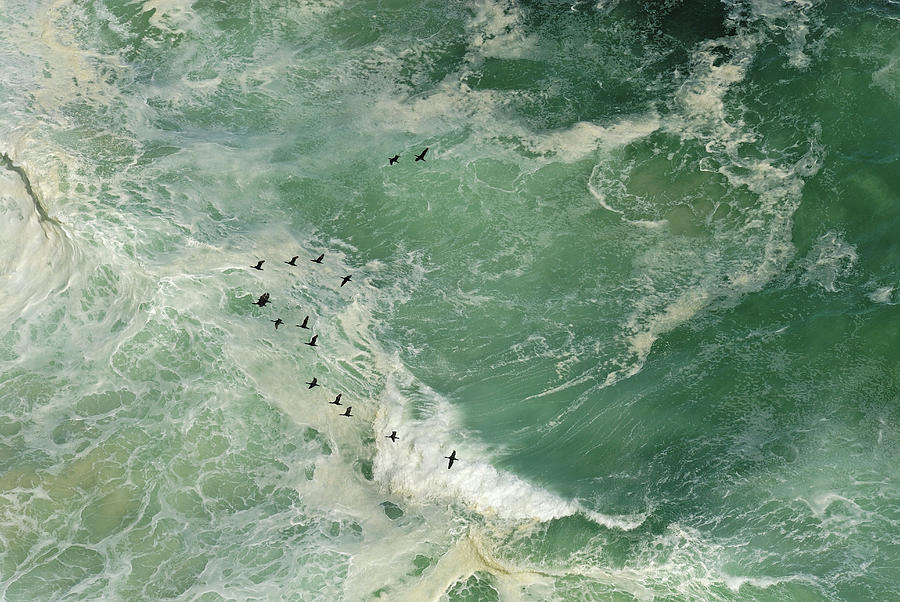 Bird Photograph - Flock Of Cormorants Flying Over Heavy by Sami Sarkis