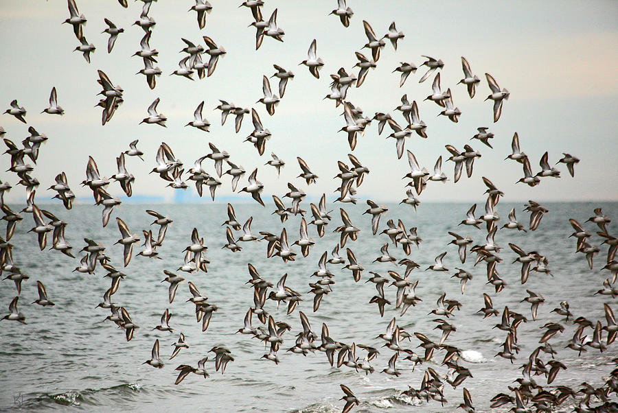 Flock of Dunlin Photograph by Karol Livote