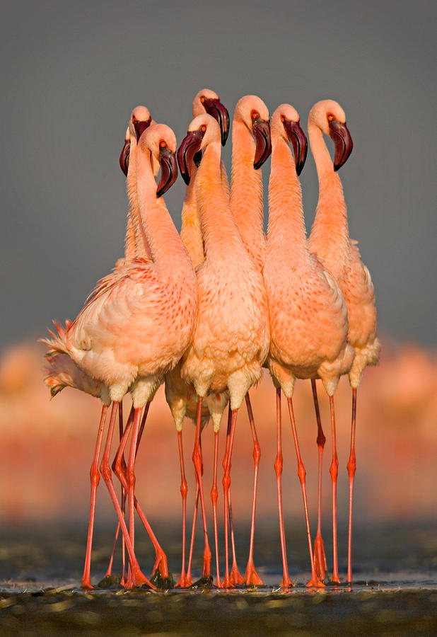 Flamingo Photograph - Flock Of Eight Flamingos Wading by Panoramic Images