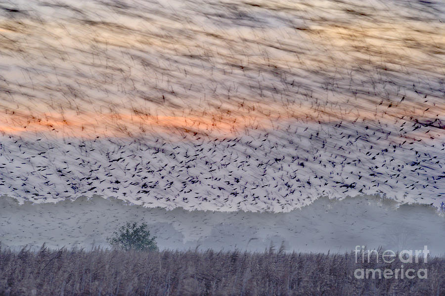 Animal Photograph - Flock Of European Starlings by Andrew Bailey FLPA