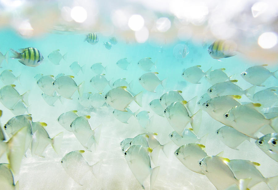 Flock Of Fish Photograph by Danilovi