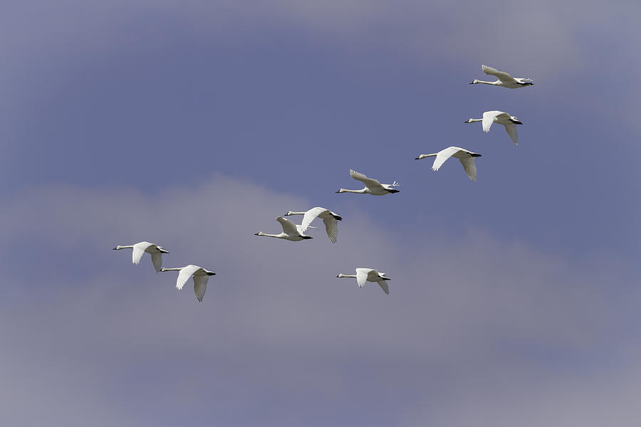 Flock Of Flying Tundra Swans Photograph by Thomas Young