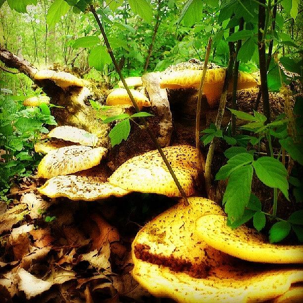 Flock Of Fungi!?.... #igw_mushroom Photograph by Mr. B