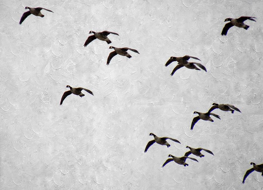 Flock Of Geese Photograph