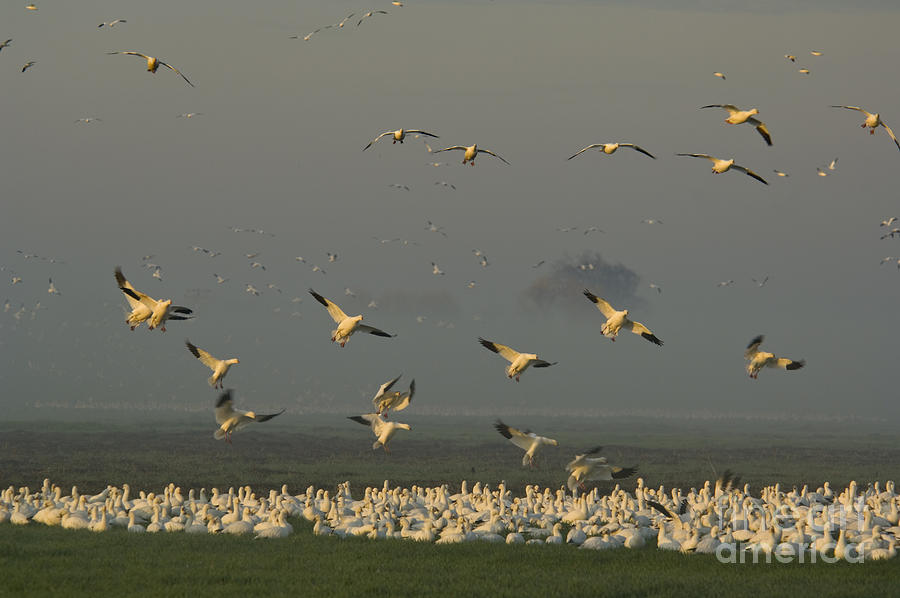 flock of birds