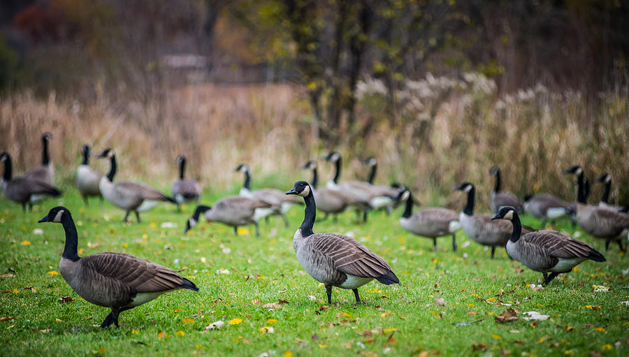 Flock of Geese Photograph by David Downs