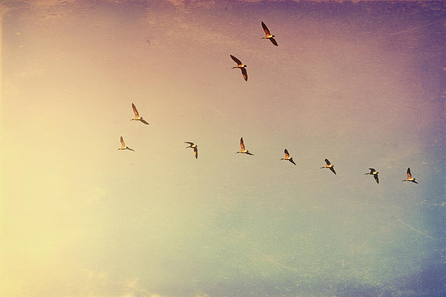 Flock Of Geese Flying In Formation Photograph by Rebecca Nelson