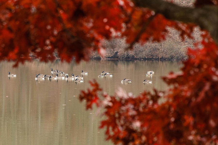 Flock of Geese Photograph by SAURAVphoto Online Store