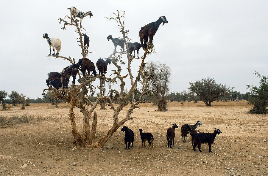 Flock of goats Photograph by Ph Armj