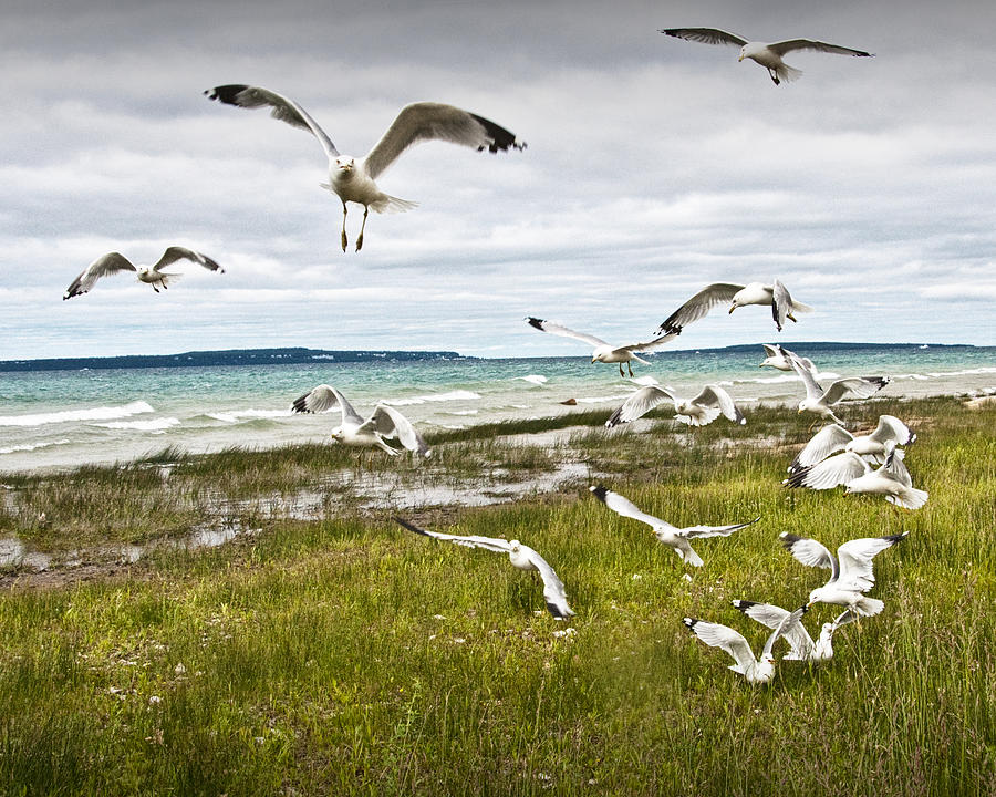 Flock of Gulls by the Straits of Mackinac No. 2531 Photograph by Randall Nyhof