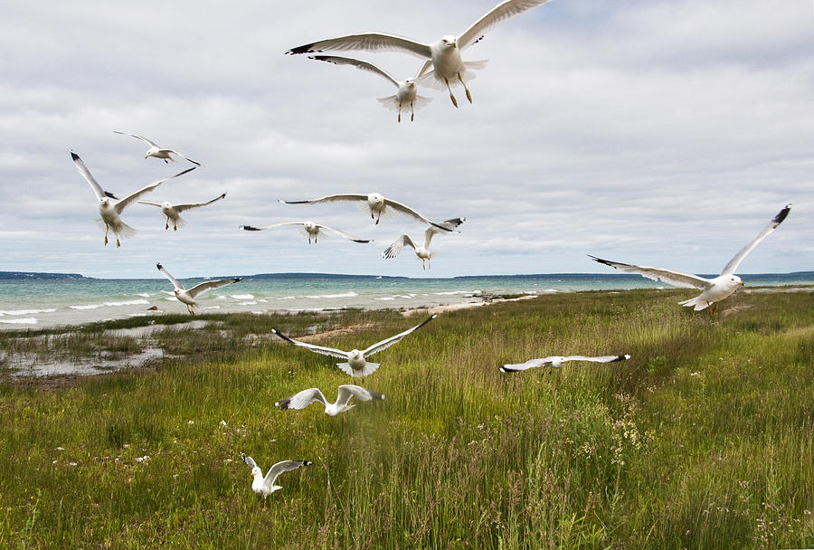 Flock of Gulls by the Straits of Mackinac No. 2534 Photograph by Randall Nyhof