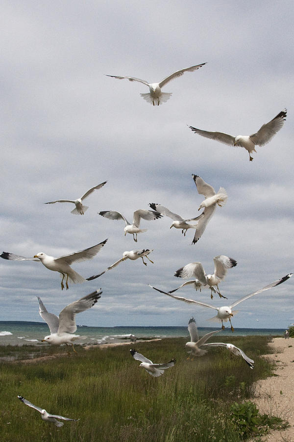 Flock of Gulls by the Straits of Mackinac No. 2564 Photograph by Randall Nyhof