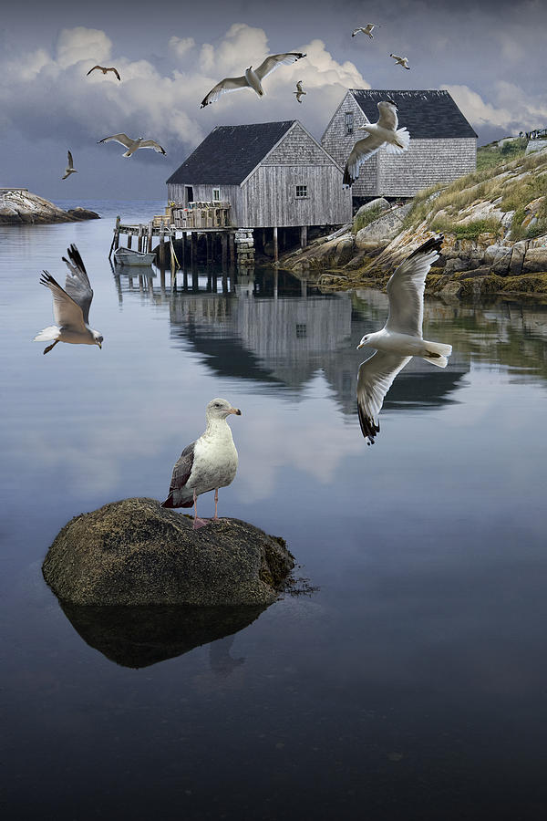 Flock of Gulls Flying by a Fishermans Wharf in Peggys Cove Photograph by Randall Nyhof