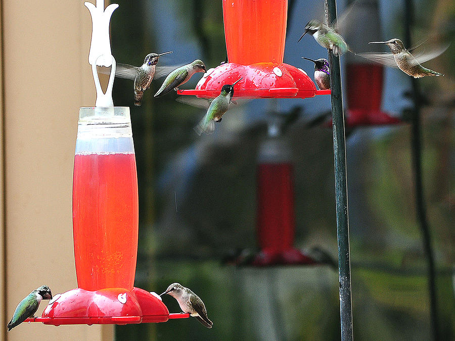 Flock Of Hummingbirds Scramble Around The Feeder Photograph by Jay Milo